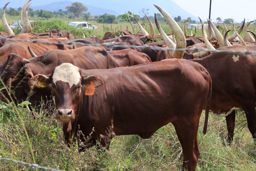 Cattle in the field
